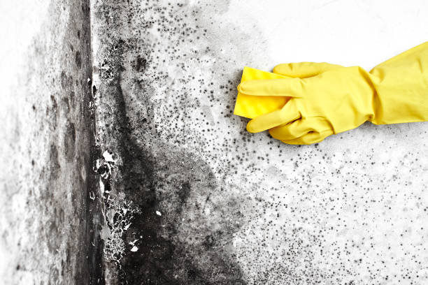 Best Asbestos and Lead Testing During Mold Inspection  in Meadow Vista, CA