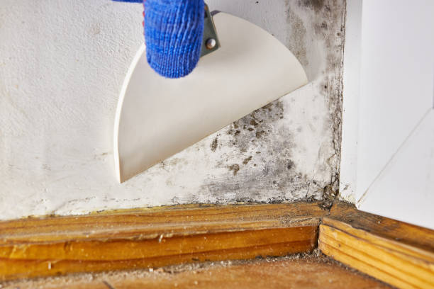 Best Mold Documentation for Insurance Claims  in Meadow Vista, CA